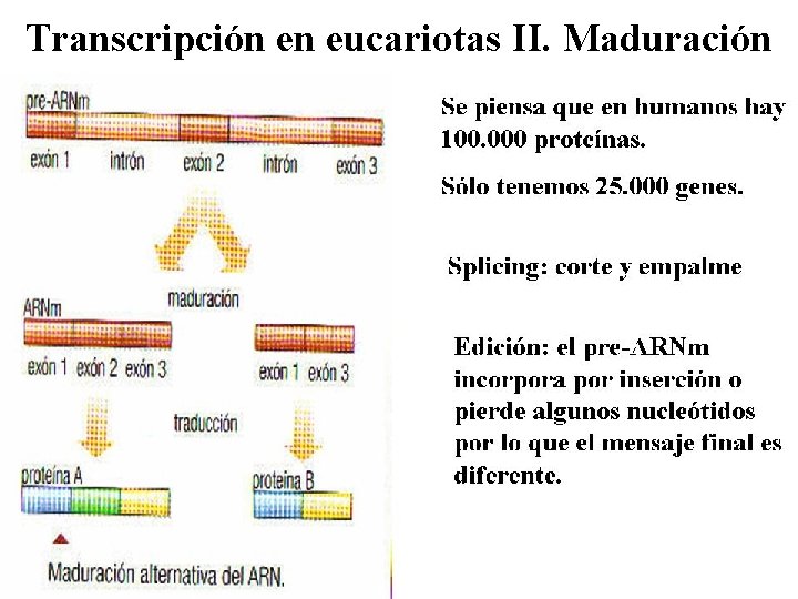 Transcripción en eucariotas II. Maduración 