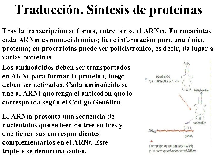Traducción. Síntesis de proteínas Tras la transcripción se forma, entre otros, el ARNm. En