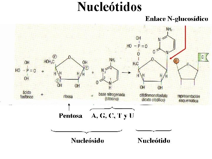 Nucleótidos 