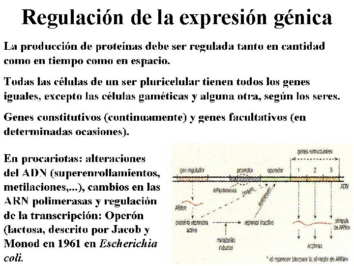 Regulación de la expresión génica 