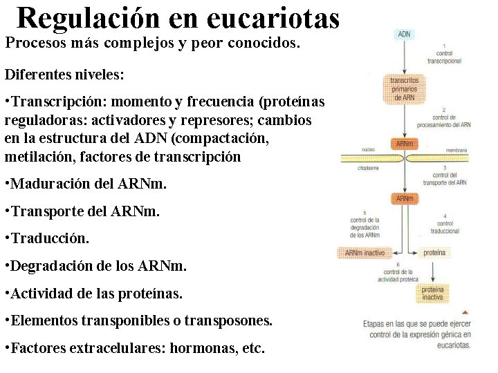 Regulación en eucariotas Procesos más complejos y peor conocidos. Diferentes niveles: • Transcripción: momento