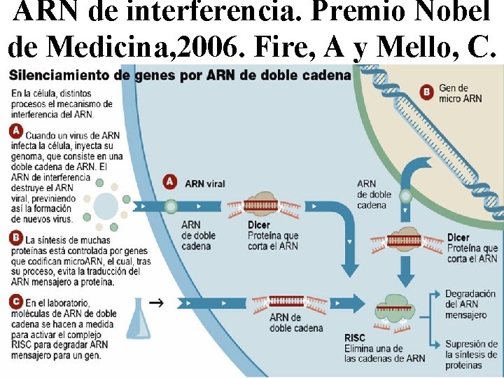 ARN de interferencia. Premio Nobel de Medicina, 2006. Fire, A y Mello, C. 