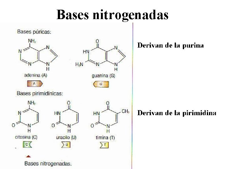Bases nitrogenadas 