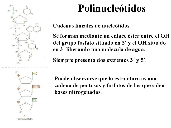 Polinucleótidos Cadenas lineales de nucleótidos. Se forman mediante un enlace éster entre el OH