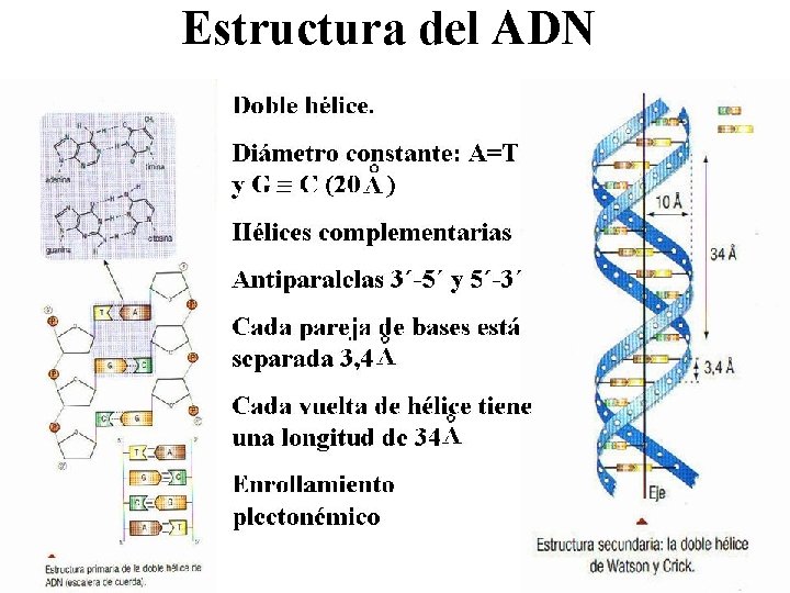 Estructura del ADN 