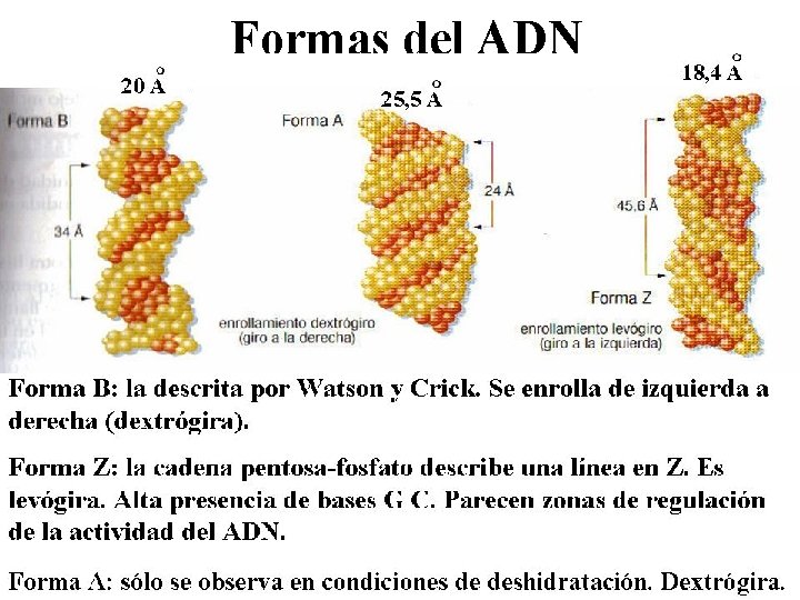 Formas del ADN 