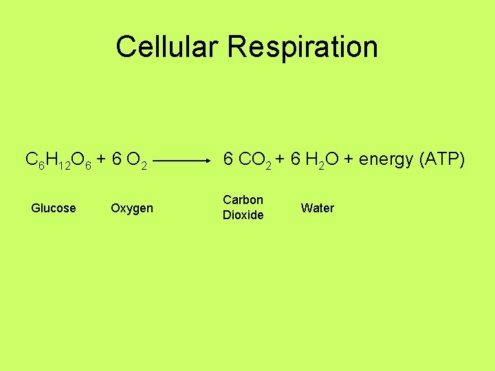 Cellular Respiration C 6 H 12 O 6 + 6 O 2 Glucose Oxygen Cellular Respiration C 6 H 12 O 6 + 6 O 2 Glucose Oxygen