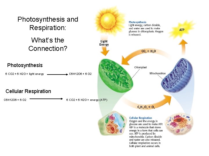 Photosynthesis and Respiration: What’s the Connection? Photosynthesis 6 CO 2 + 6 H 2 Photosynthesis and Respiration: What’s the Connection? Photosynthesis 6 CO 2 + 6 H 2