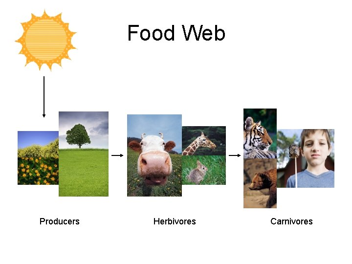 Food Web Producers Herbivores Carnivores Food Web Producers Herbivores Carnivores