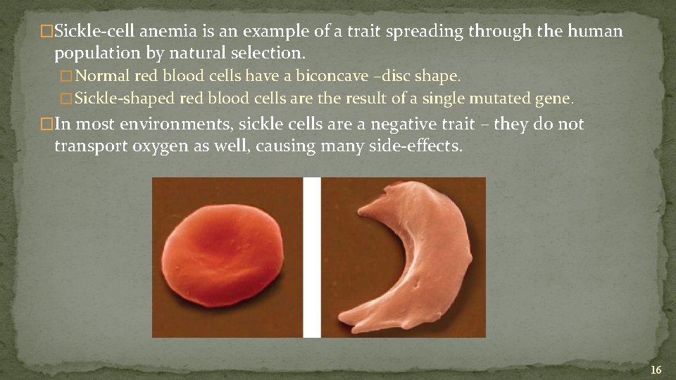 �Sickle-cell anemia is an example of a trait spreading through the human population by