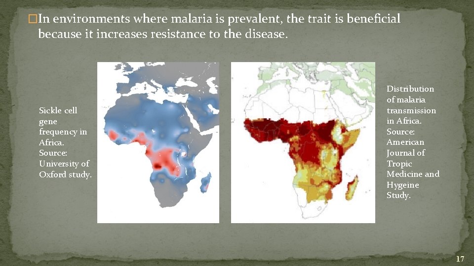 �In environments where malaria is prevalent, the trait is beneficial because it increases resistance