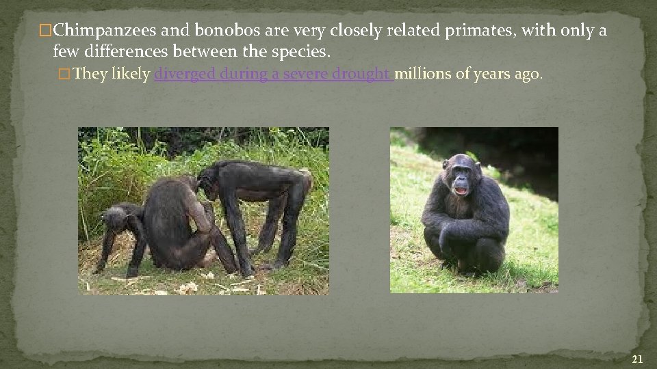 �Chimpanzees and bonobos are very closely related primates, with only a few differences between