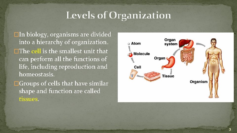 Levels of Organization �In biology, organisms are divided into a hierarchy of organization. �The