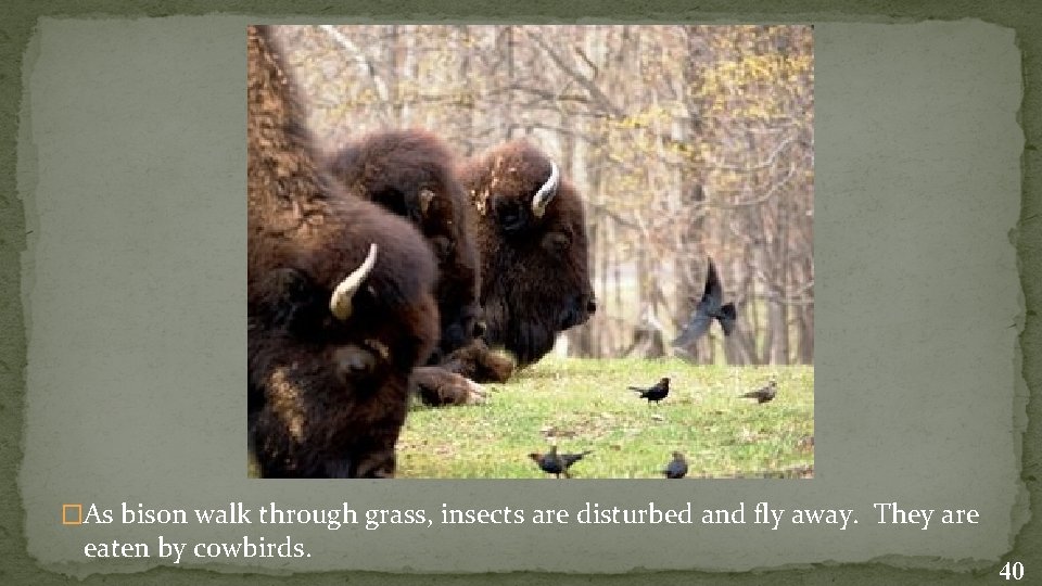 �As bison walk through grass, insects are disturbed and fly away. They are eaten