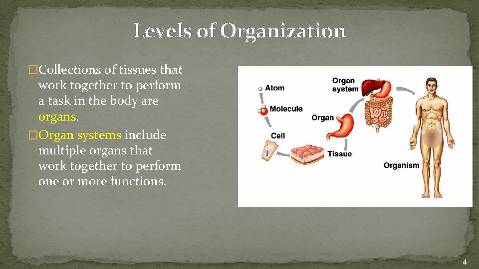 Levels of Organization �Collections of tissues that work together to perform a task in