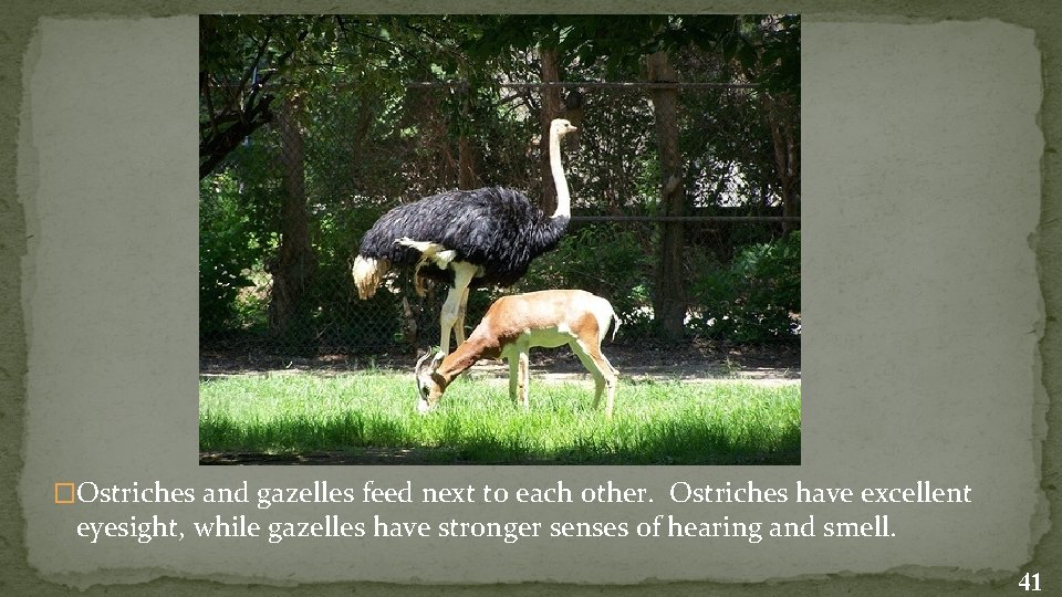 �Ostriches and gazelles feed next to each other. Ostriches have excellent eyesight, while gazelles