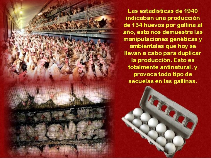 Las estadísticas de 1940 indicaban una producción de 134 huevos por gallina al año,