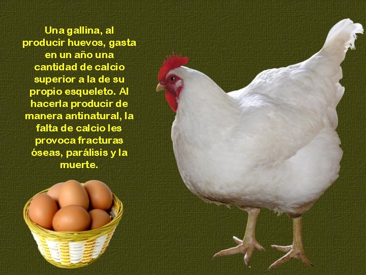 Una gallina, al producir huevos, gasta en un año una cantidad de calcio superior
