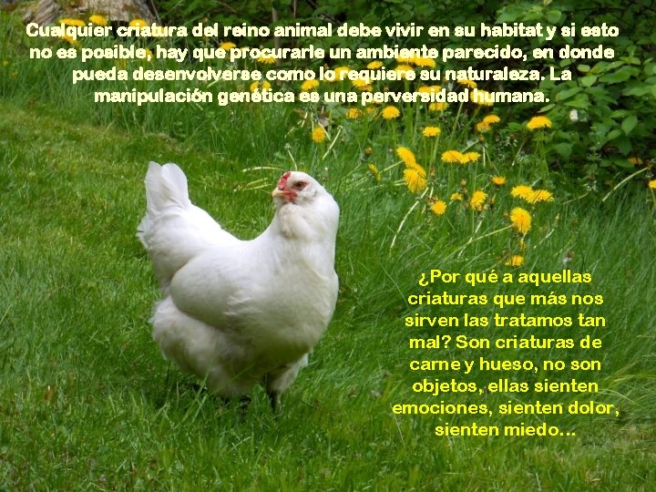 Cualquier criatura del reino animal debe vivir en su habitat y si esto no