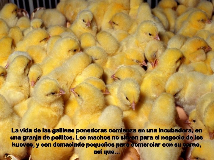 La vida de las gallinas ponedoras comienza en una incubadora, en una granja de