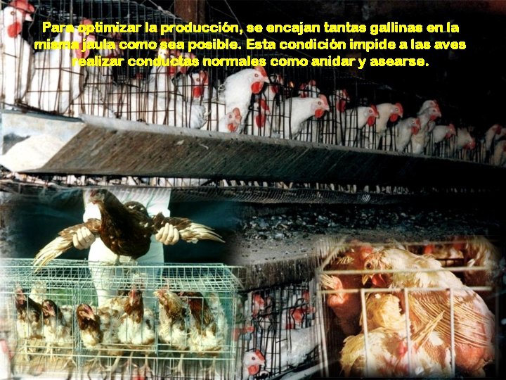 Para optimizar la producción, se encajan tantas gallinas en la misma jaula como sea