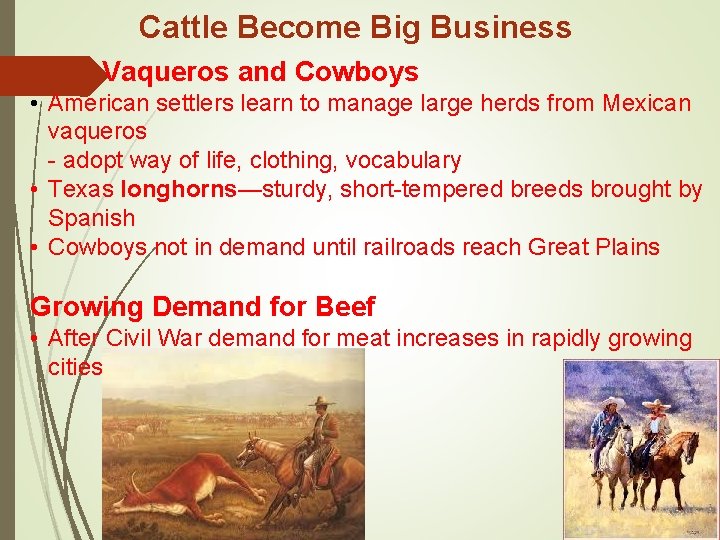 Cattle Become Big Business Vaqueros and Cowboys • American settlers learn to manage large