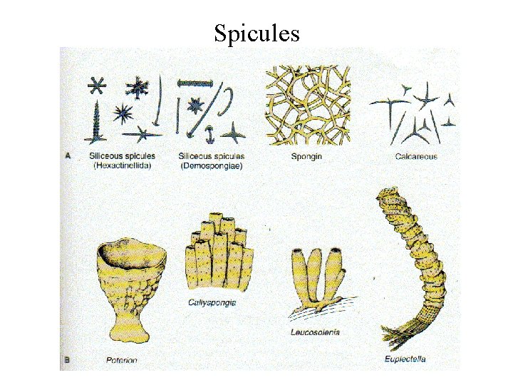 Spicules 