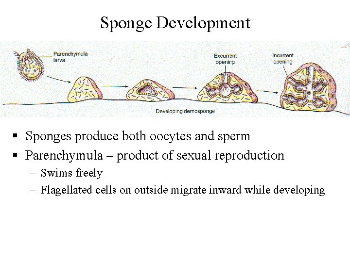 Sponge Development § Sponges produce both oocytes and sperm § Parenchymula – product of