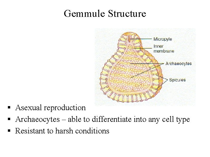 Gemmule Structure § Asexual reproduction § Archaeocytes – able to differentiate into any cell