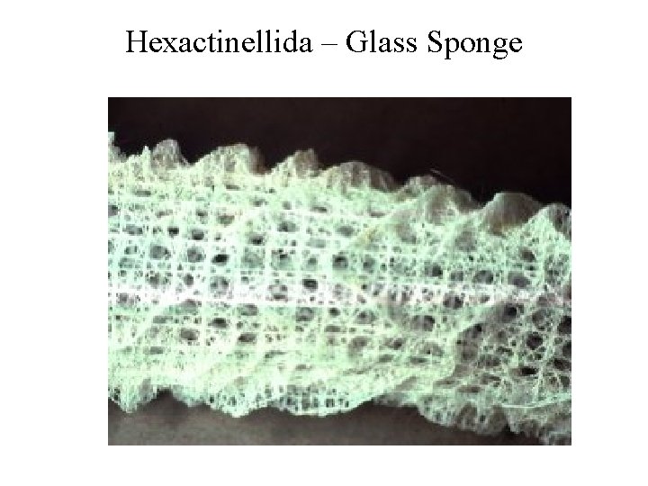 Hexactinellida – Glass Sponge 