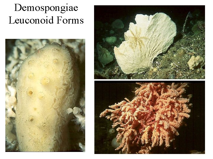Demospongiae Leuconoid Forms 