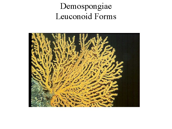 Demospongiae Leuconoid Forms 