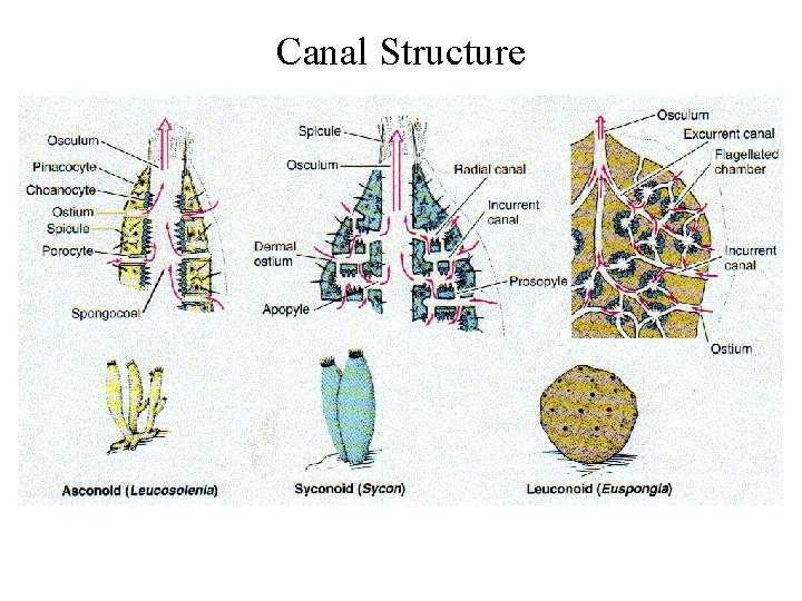 Canal Structure 