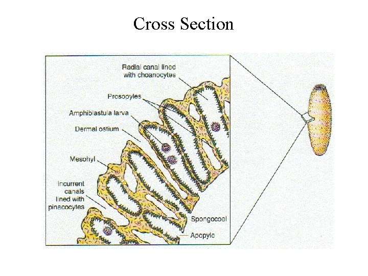 Cross Section 