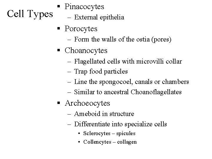 Cell Types § Pinacocytes – External epithelia § Porocytes – Form the walls of
