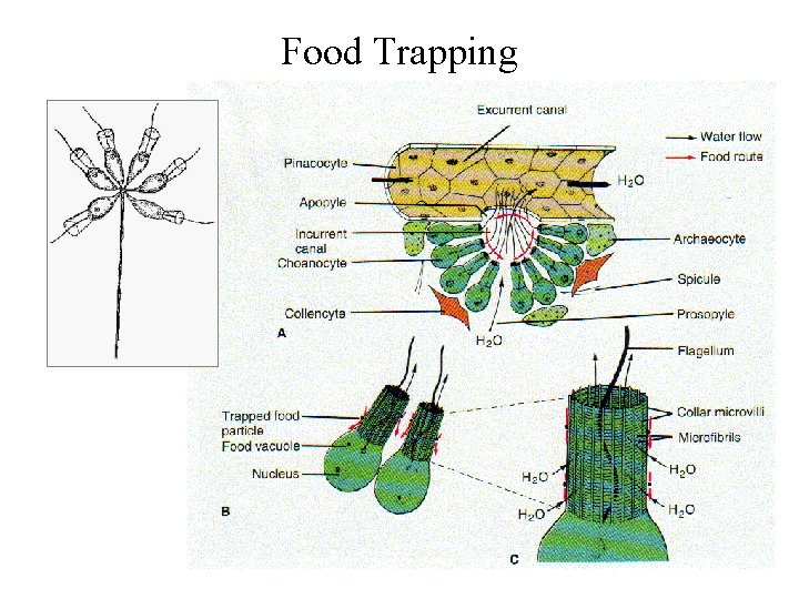 Food Trapping 