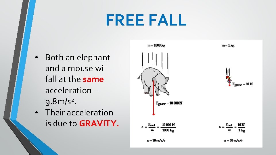 FREE FALL • Both an elephant and a mouse will fall at the same