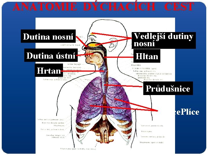 ANATOMIE DÝCHACÍCH CEST Dutina nosní Dutina ústní Vedlejší dutiny nosní Hltan Hrtan Průdušnice Plíce