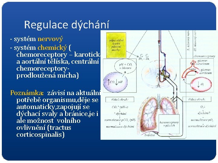 Regulace dýchání - systém nervový - systém chemický ( chemoreceptory – karotická a aortální