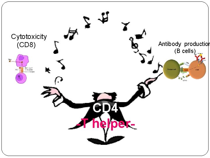 Cytotoxicity (CD 8) Antibody production (B cells) CD 4 -T helper- 