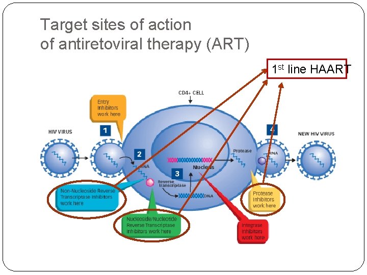 Target sites of action of antiretoviral therapy (ART) 1 st line HAART 