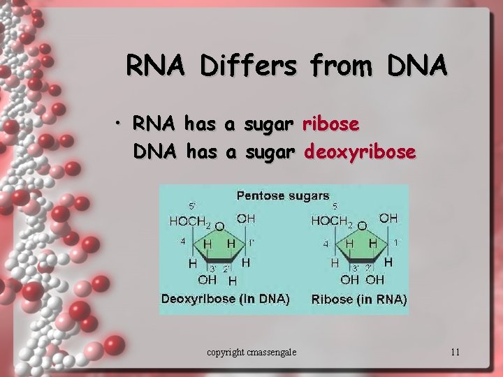 RNA Differs from DNA • RNA has a sugar ribose DNA has a sugar