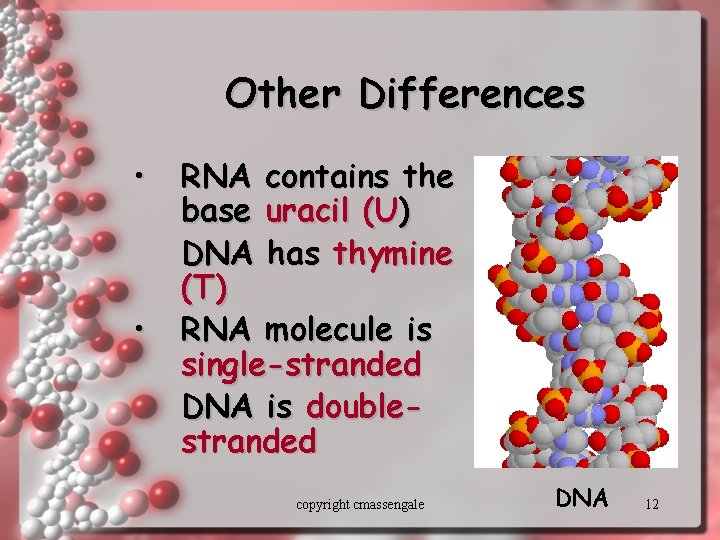 Other Differences • • RNA contains the base uracil (U) DNA has thymine (T)