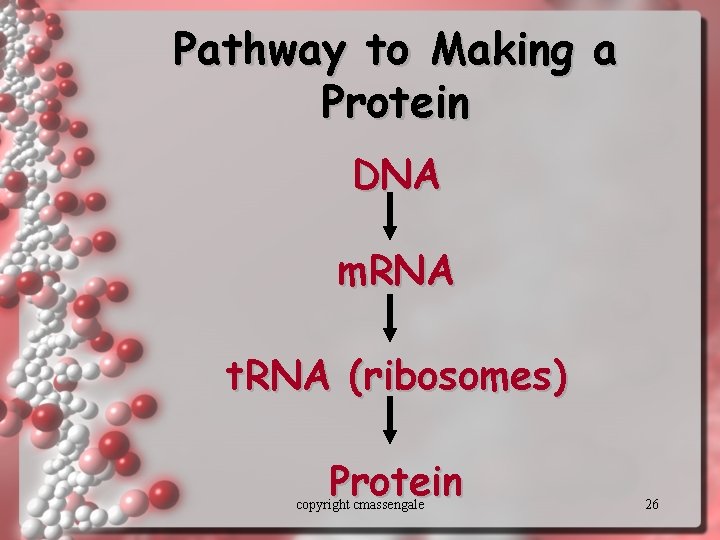 Pathway to Making a Protein DNA m. RNA t. RNA (ribosomes) Protein copyright cmassengale