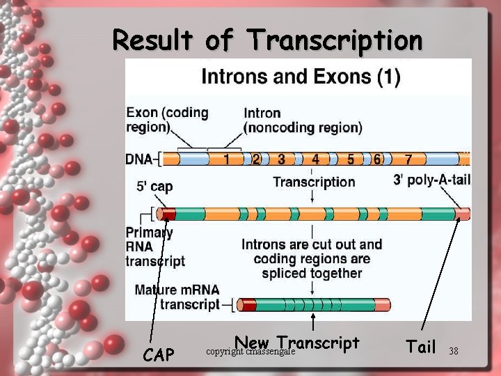 Result of Transcription CAP New Transcript copyright cmassengale Tail 38 