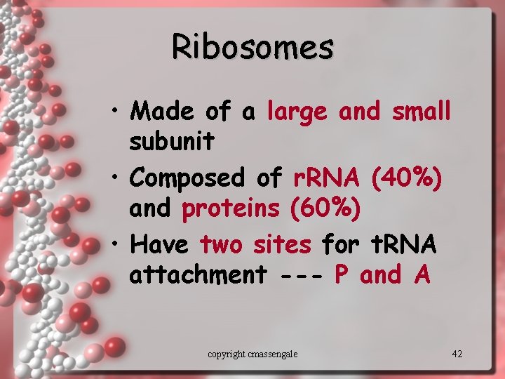 Ribosomes • Made of a large and small subunit • Composed of r. RNA