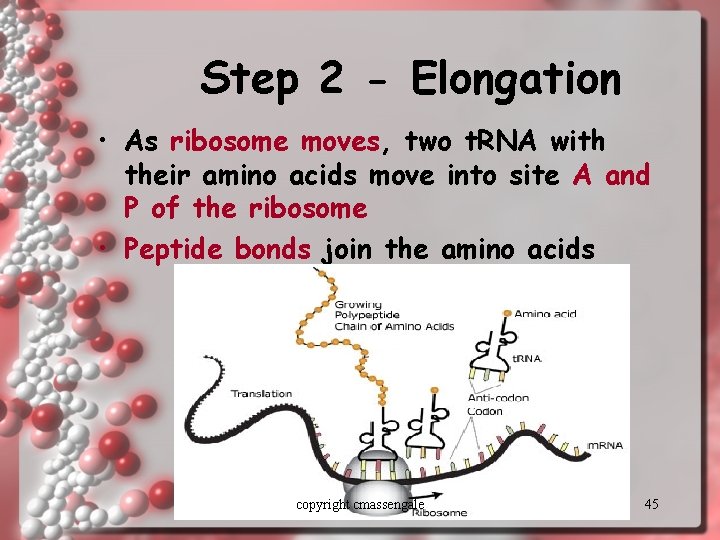 Step 2 - Elongation • As ribosome moves, two t. RNA with their amino