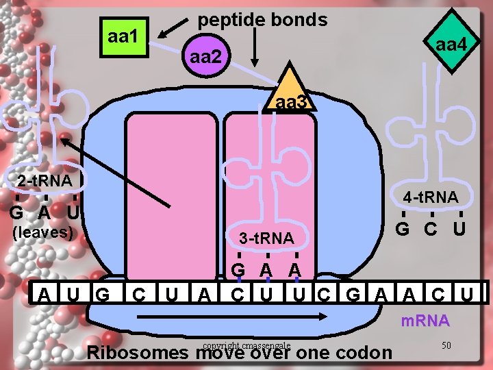 aa 1 peptide bonds aa 4 aa 2 aa 3 2 -t. RNA 4