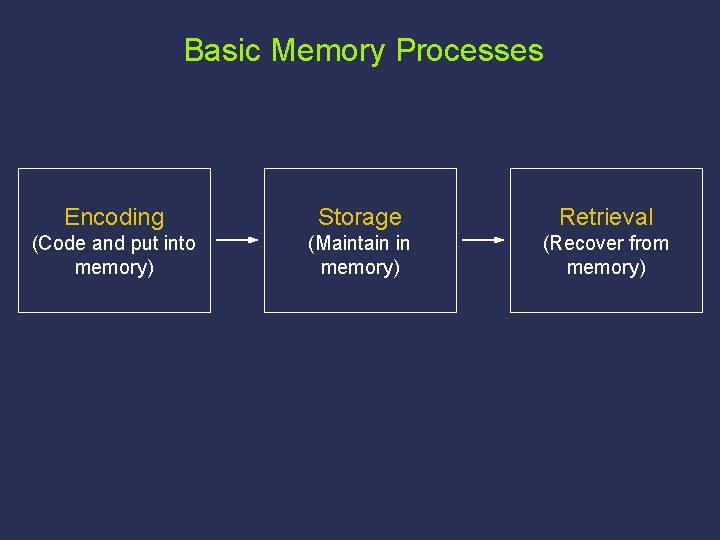 Basic Memory Processes Encoding Storage Retrieval (Code and put into memory) (Maintain in memory)