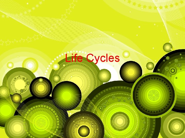 Life Cycles 